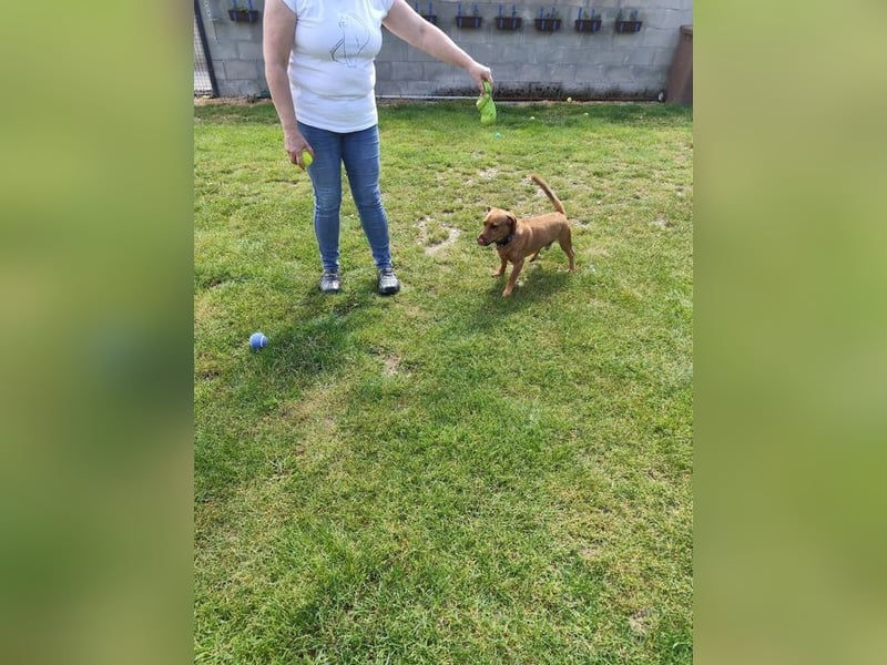 SILDO - der aktive und fröhliche Dackel-Mix sucht eine unternehmungslustige Familie!