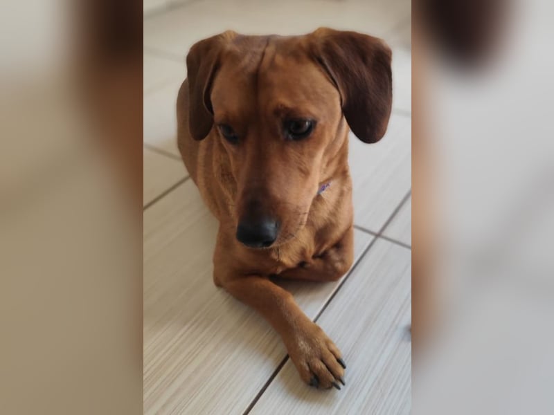 SILDO - der aktive und fröhliche Dackel-Mix sucht eine unternehmungslustige Familie!