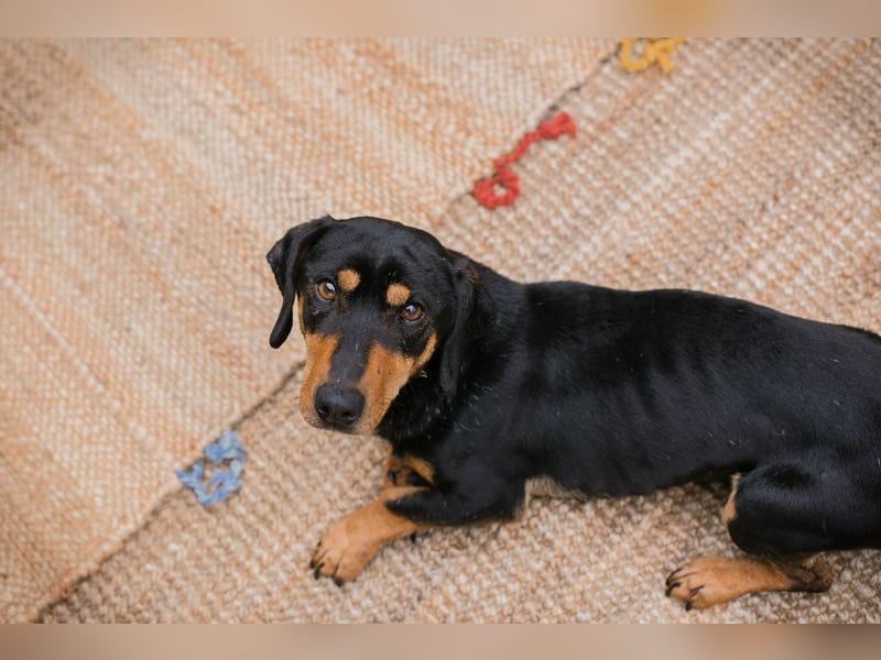 Chip-Nr. 258428 - ich möchte so gerne DEIN vierbeiniger Begleiter sein!