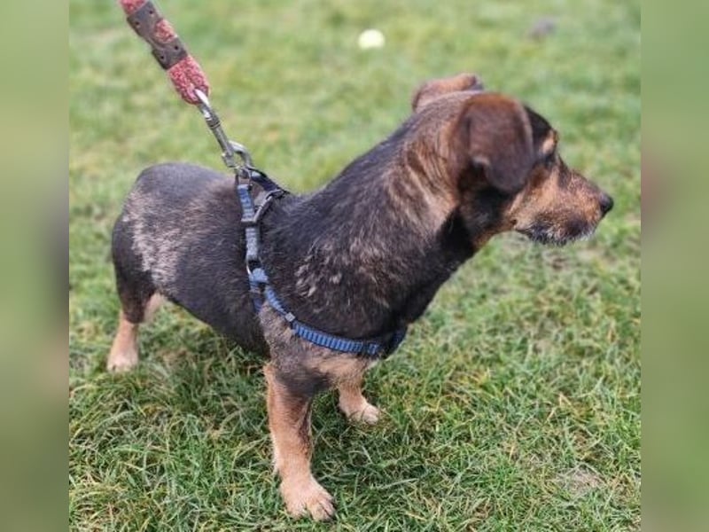 MAX - der liebe und freundliche Dackel-Mix sucht ein liebevolles Für-Immer Zuhause