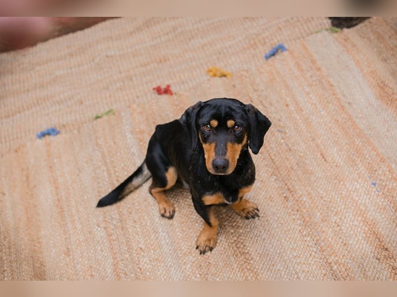 Chip-Nr. 258428 - ich möchte so gerne DEIN vierbeiniger Begleiter sein!