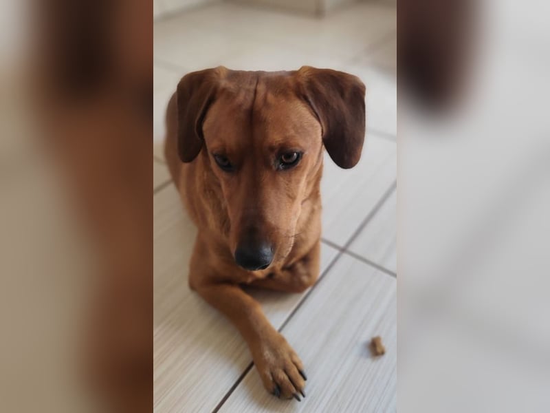 SILDO - der aktive und fröhliche Dackel-Mix sucht eine unternehmungslustige Familie!