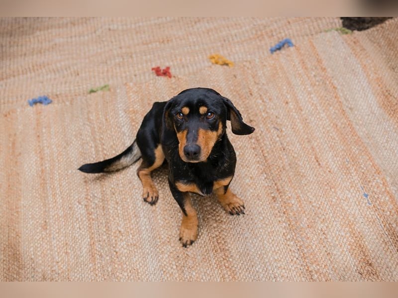 Chip-Nr. 258428 - ich möchte so gerne DEIN vierbeiniger Begleiter sein!