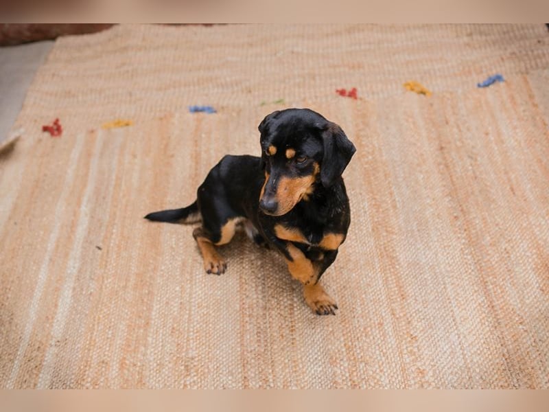 Chip-Nr. 258428 - ich möchte so gerne DEIN vierbeiniger Begleiter sein!