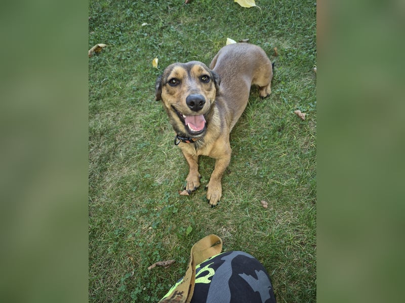 Nana  (Dackel/Jack-Russel)