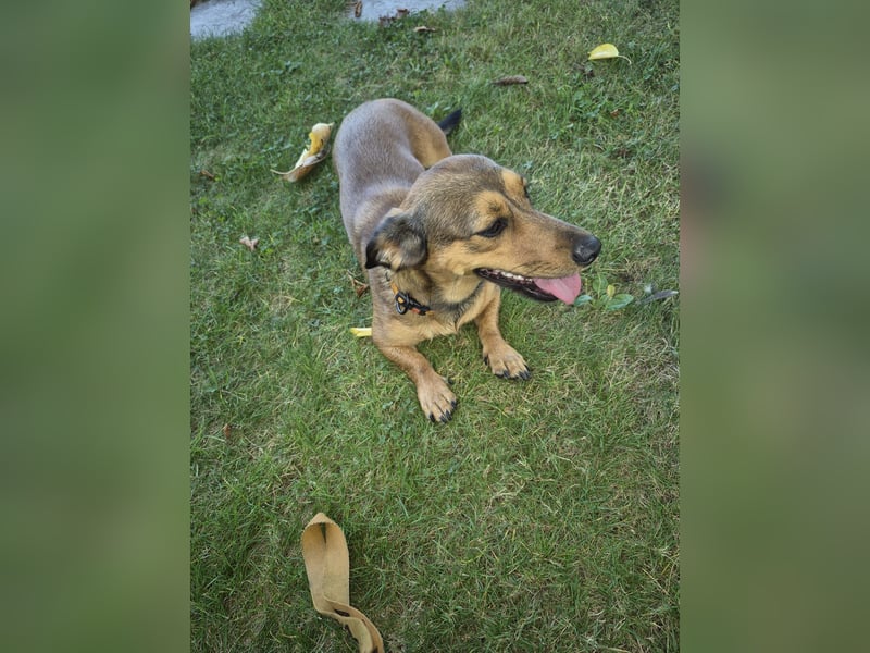 Nana  (Dackel/Jack-Russel)