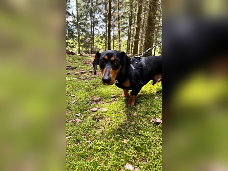 Normand (Rudi) - Kleiner Dackelrüde, auf PS in  01454 Radeberg