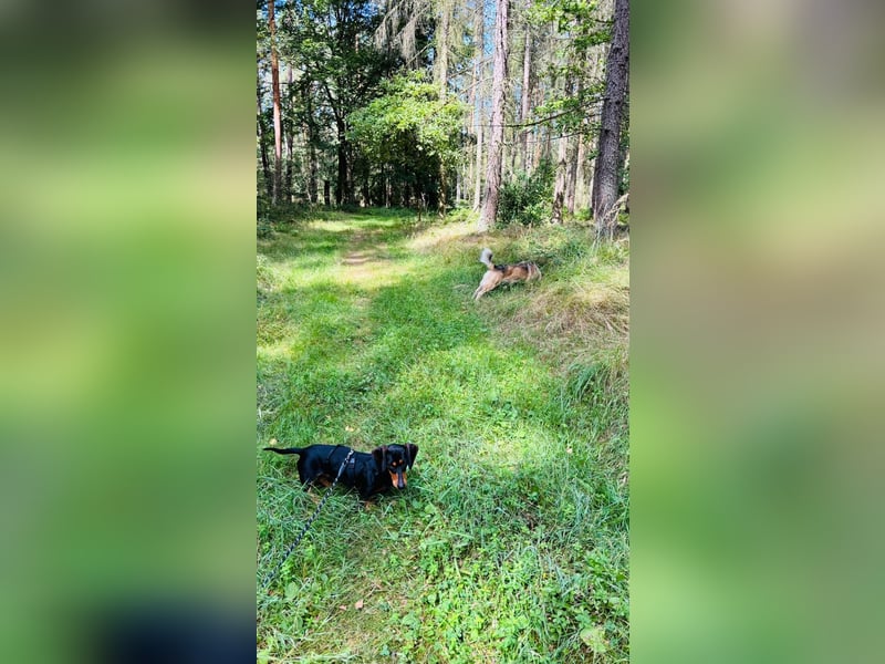 Normand (Rudi) - Kleiner Dackelrüde, auf PS in  01454 Radeberg