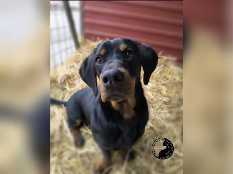 Kòpé, liebenswerter Dackelmischling geb. 2025