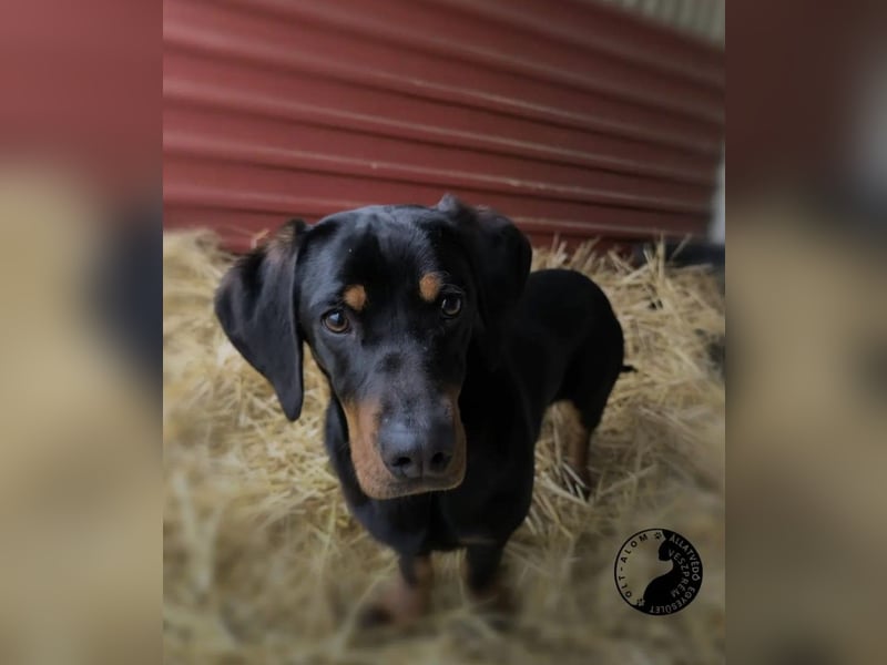 Kòpé, liebenswerter Dackelmischling geb. 2025