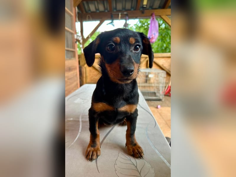 Sippi, süßes Dackelmischlings Welpenmädchen geb. 02/2026