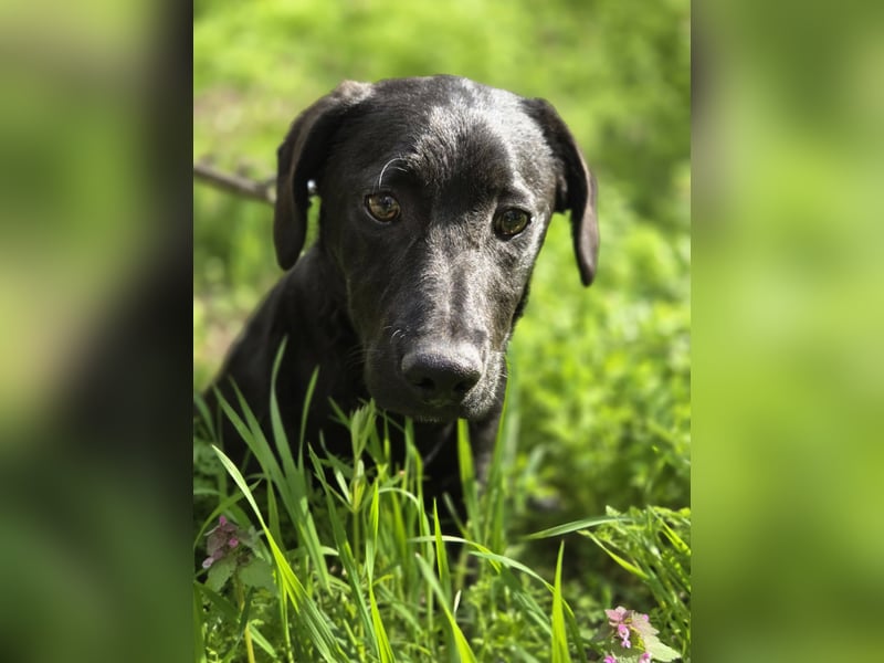 Zéró, schüchterner Dackelmischling geb. 02/2025