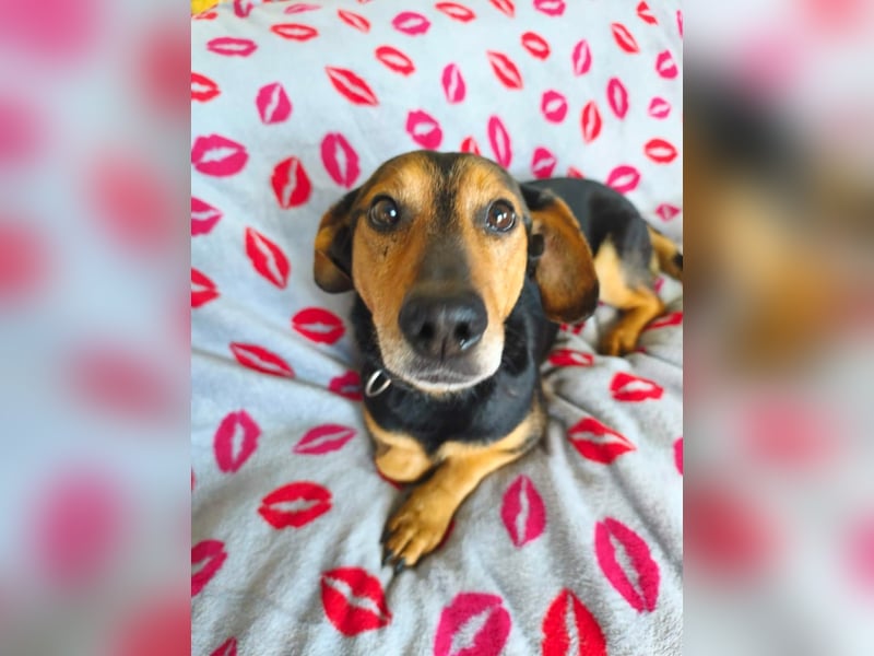 Morzsi, lieber, anhänglicher Dackelmischling geb.2018