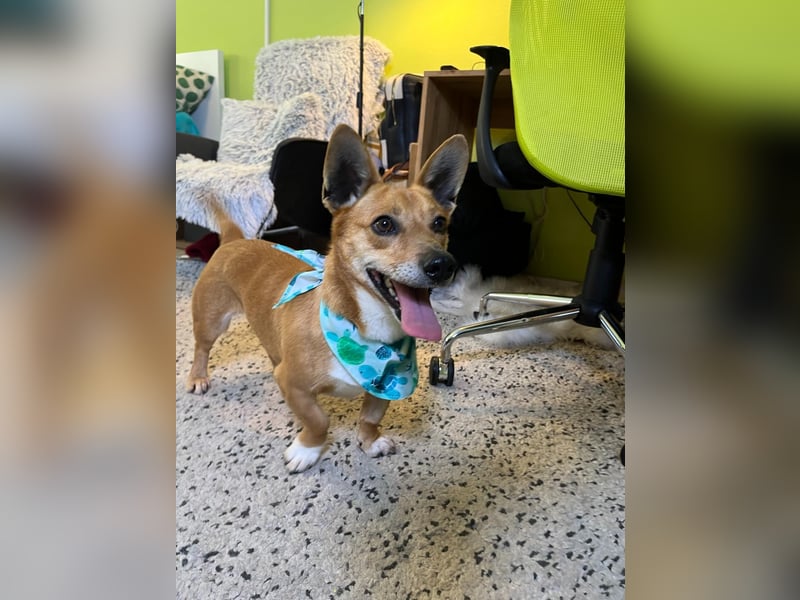 Mex. aufgeschlossener Dackelmischling geb. 2022