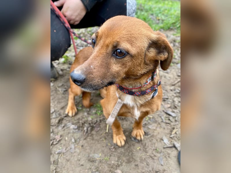 Spuri, schüchternes Dackel Mix Mädchen geb. 2021