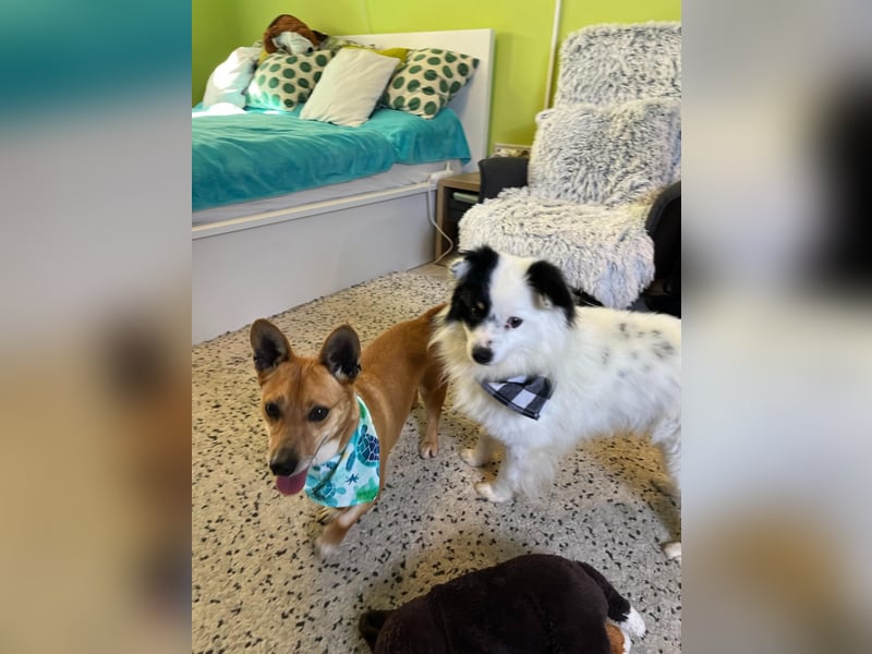 Mex. aufgeschlossener Dackelmischling geb. 2022