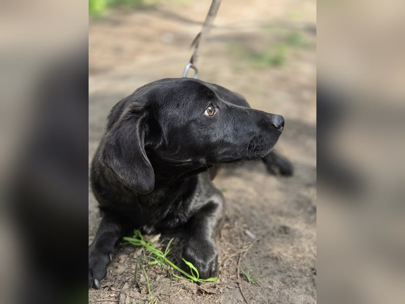 Zéró, schüchterner Dackelmischling geb. 02/2025