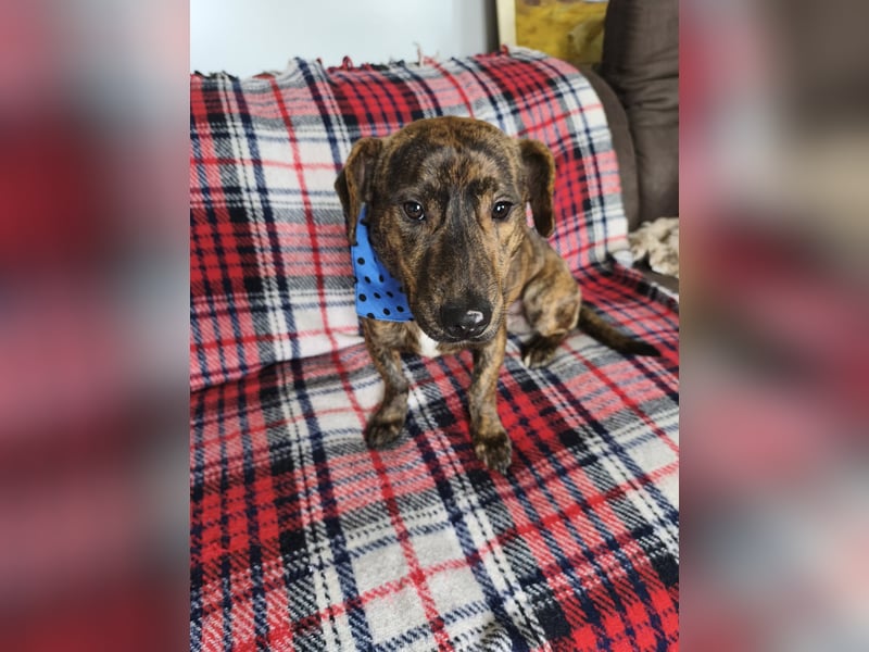 Hubertus sanfter freundlicher Dackelmischling