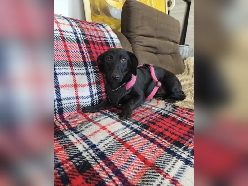 Fifi sensible Dackelmix Hündin mit sanfter Seele