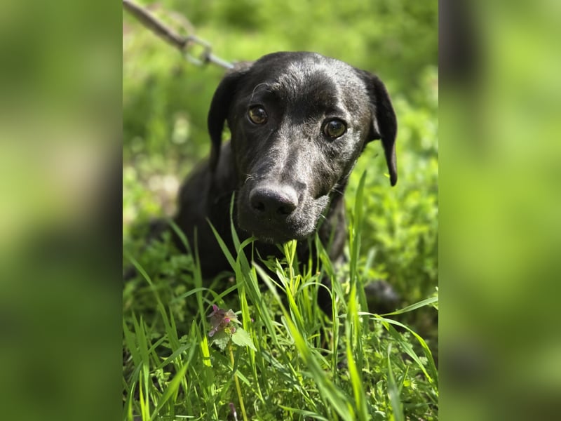 Zéró, schüchterner Dackelmischling geb. 02/2025