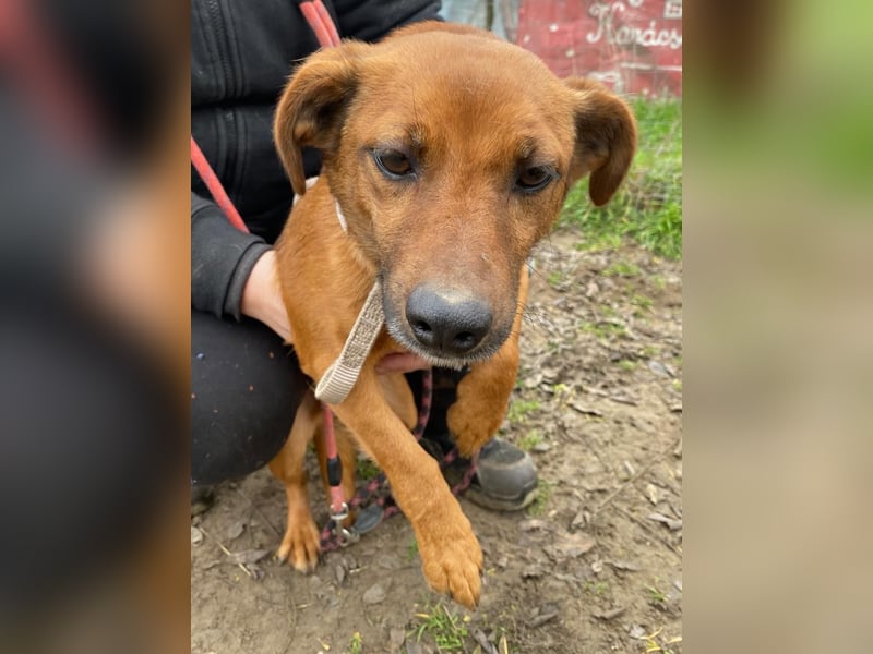 Spuri, schüchternes Dackel Mix Mädchen geb. 2021