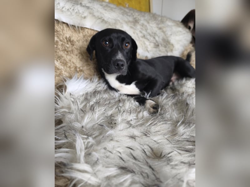 Botond, lieber Dackel Mischling geb. 2024