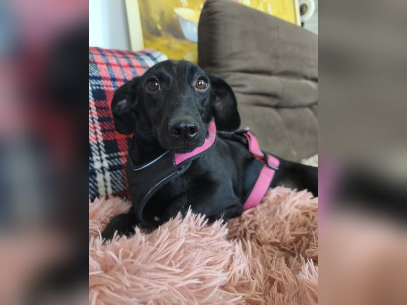 Fifi sensible Dackelmix Hündin mit sanfter Seele