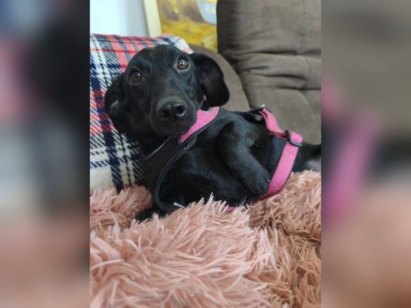 Fifi sensible Dackelmix Hündin mit sanfter Seele