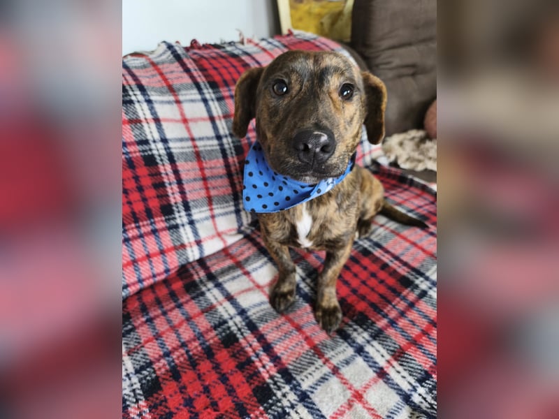 Hubertus sanfter freundlicher Dackelmischling