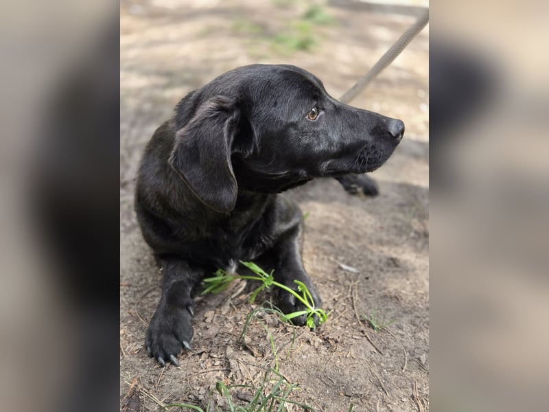 Zéró, schüchterner Dackelmischling geb. 02/2025