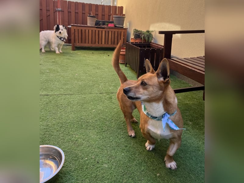 Mex. aufgeschlossener Dackelmischling geb. 2022