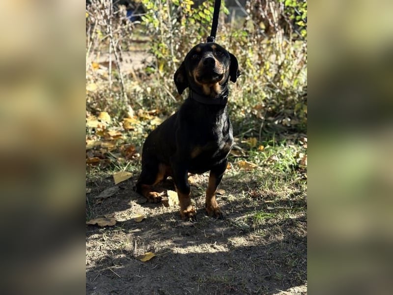 Fortunato, lieber Dackelmix geb. 2022