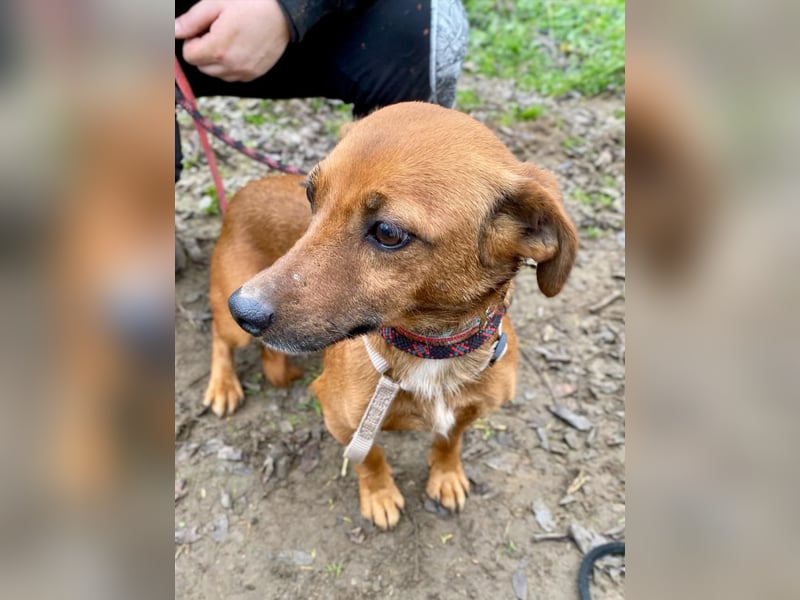 Spuri, schüchternes Dackel Mix Mädchen geb. 2021