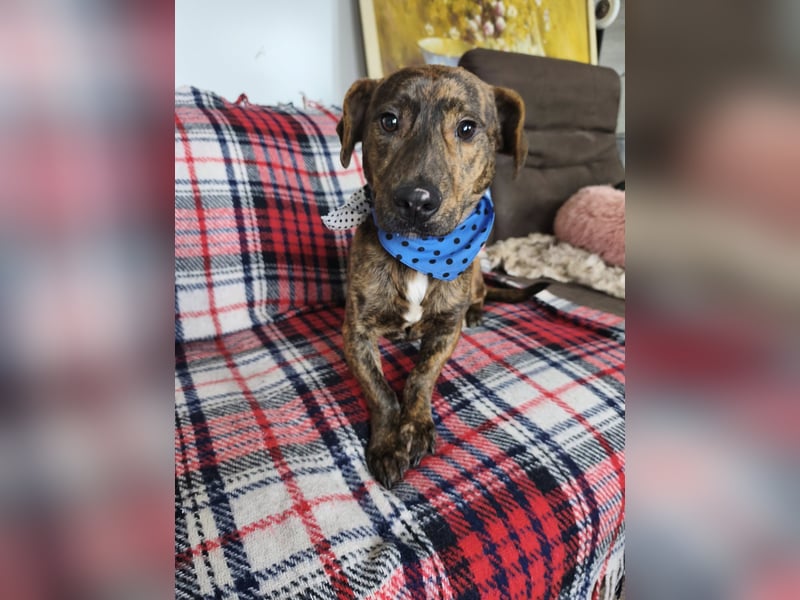 Hubertus sanfter freundlicher Dackelmischling