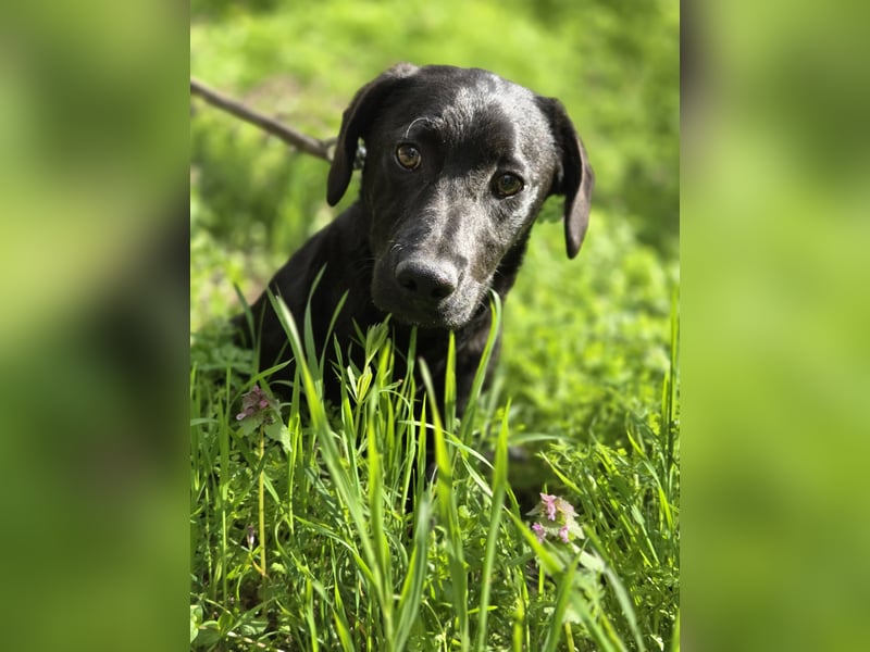 Zéró, schüchterner Dackelmischling geb. 02/2025