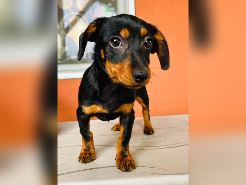 Sippi, süßes Dackelmischlings Welpen Mädchen geb. 02/2026