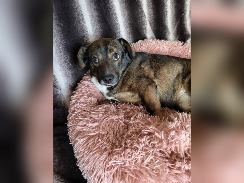 Kornél Dackel Mischling freundlich zu Kindern. Hunden und Katzen
