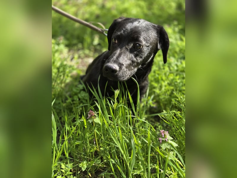 Zéró, schüchterner Dackelmischling geb. 02/2025