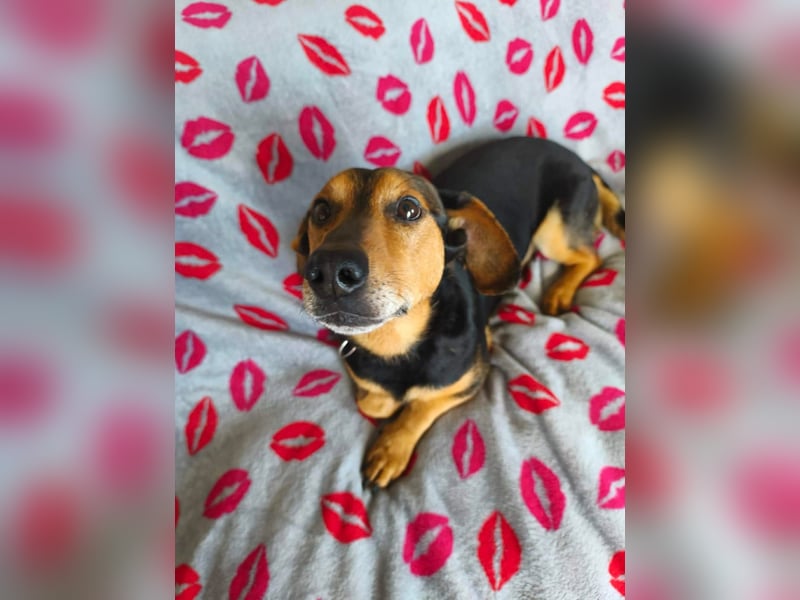 Morzsi, lieber, anhänglicher Dackelmischling geb.2018