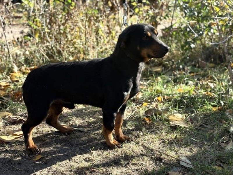 Fortunato, lieber Dackelmix geb. 2022