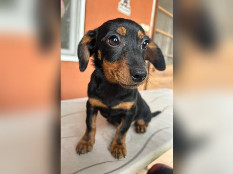 Sippi, süßes Dackelmischlings Welpenmädchen geb. 02/2026