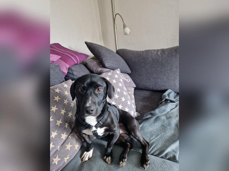 Botond, lieber Dackel Mischling geb. 2024