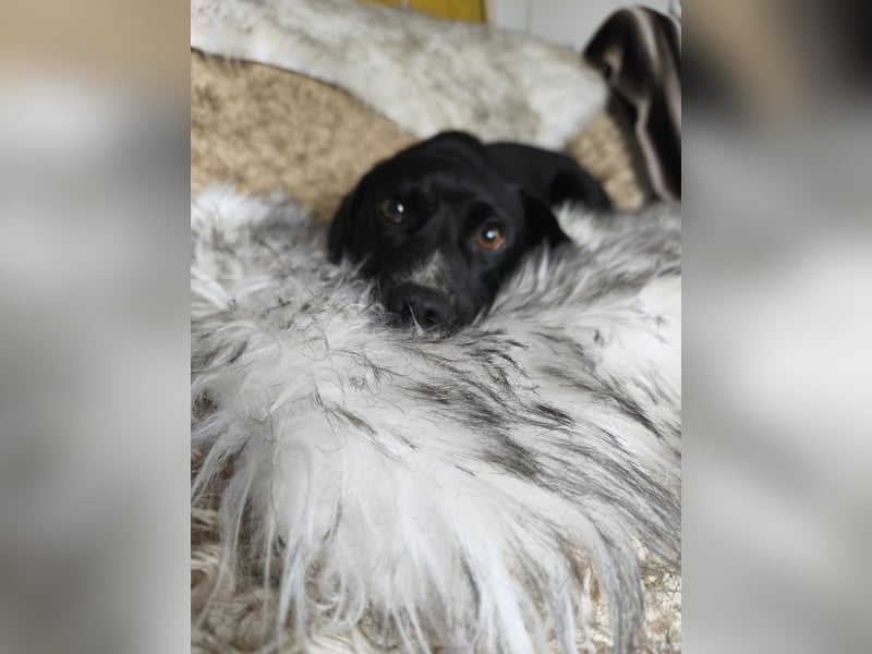 Botond, lieber Dackel Mischling geb. 2024