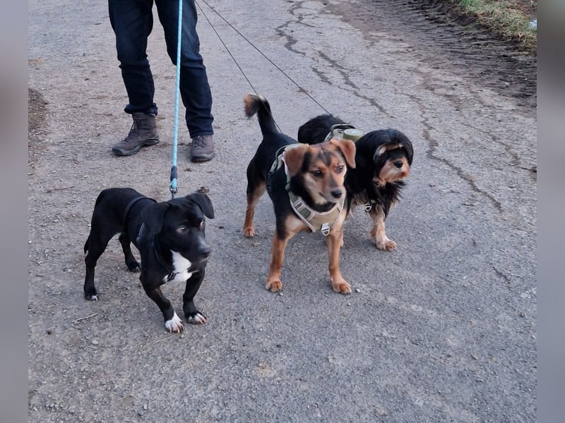 Botond, lieber Dackel Mischling geb. 2024