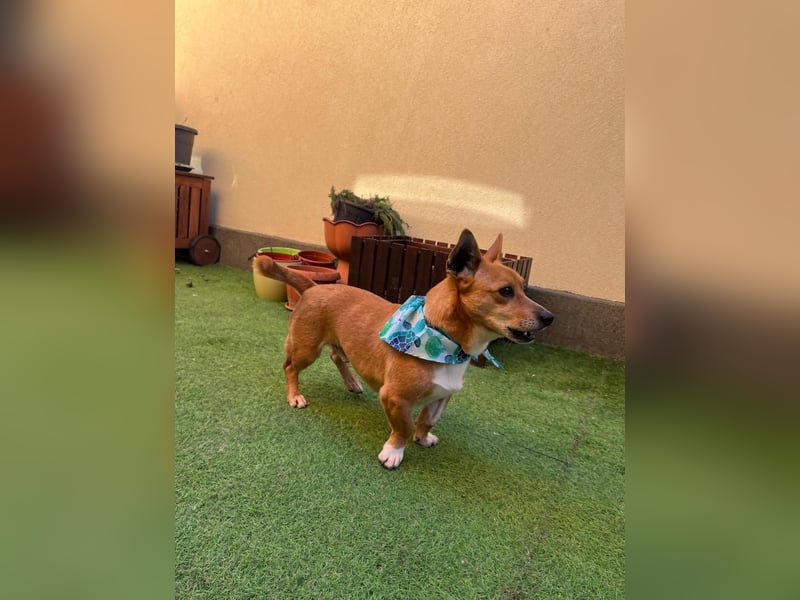 Mex. aufgeschlossener Dackelmischling geb. 2022