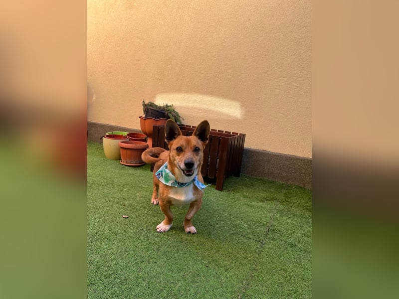 Mex. aufgeschlossener Dackelmischling geb. 2022