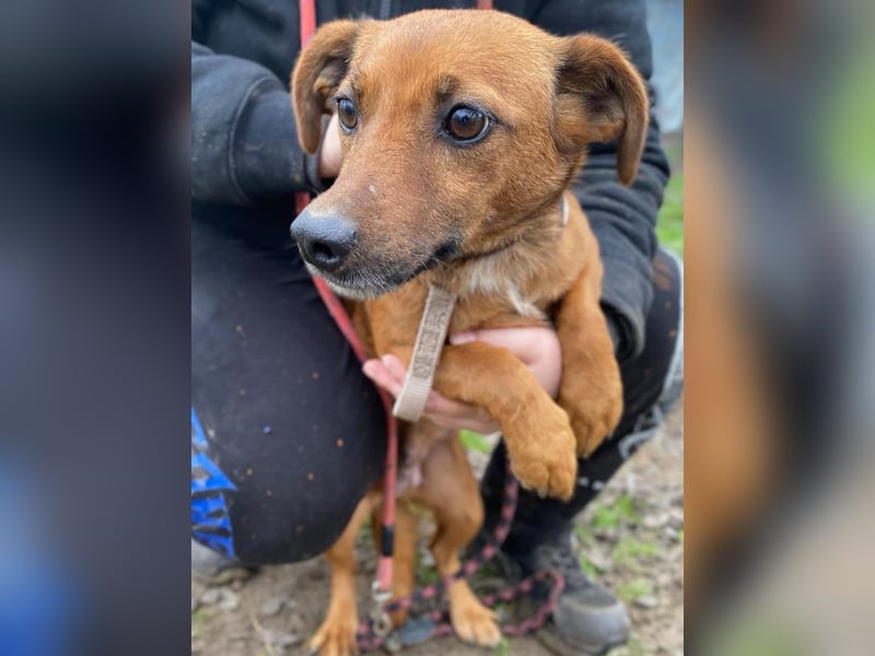 Spuri, schüchternes Dackel Mix Mädchen geb. 2021