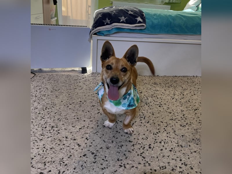 Mex. aufgeschlossener Dackelmischling geb. 2022