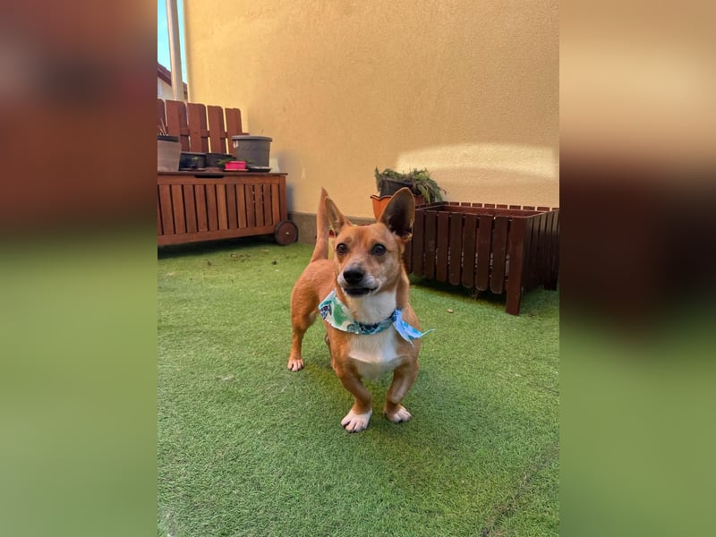 Mex. aufgeschlossener Dackelmischling geb. 2022