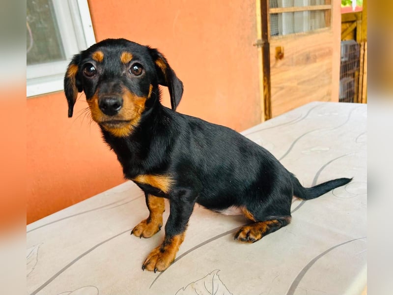 Sippi, süßes Dackelmischlings Welpenmädchen geb. 02/2026